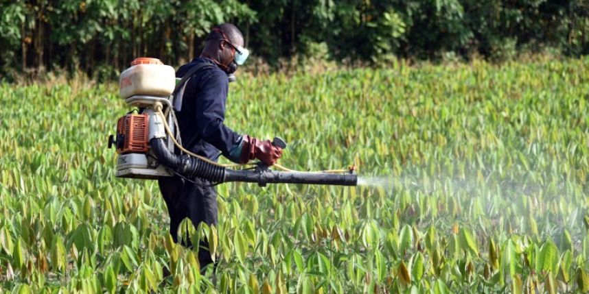 Le brevet qui pourrait tuer Monsanto