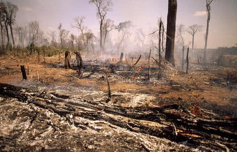 La destruction de la biodiversité