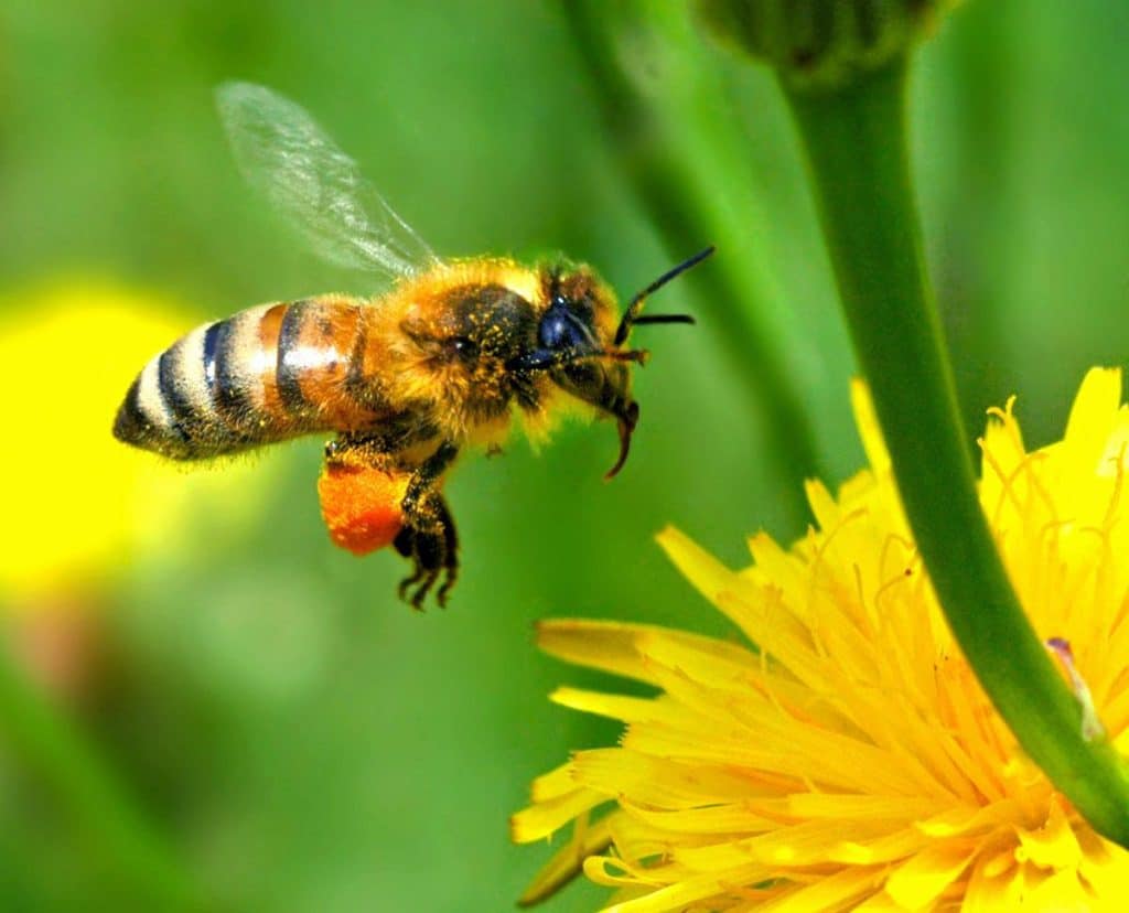 Bien protéger la biodiversité
