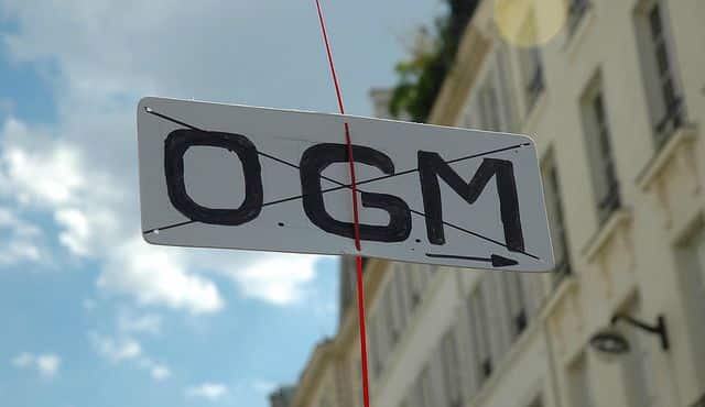 Les points positifs et les limites de l’OGM