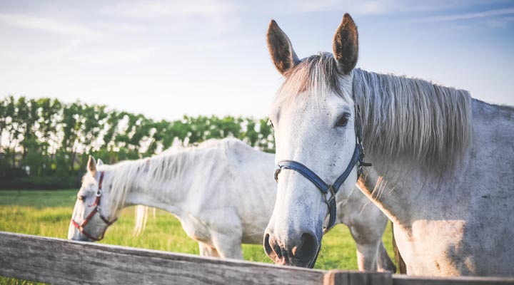 Compléments alimentaires pour chevaux de sport, est-ce nécessaire ?