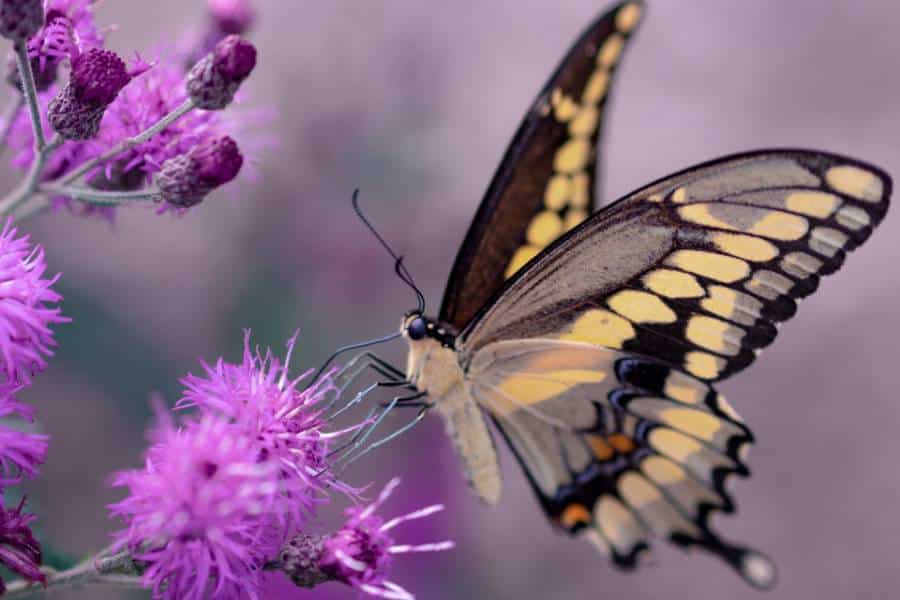 Pourquoi il ne faut pas toucher les ailes des papillons ?