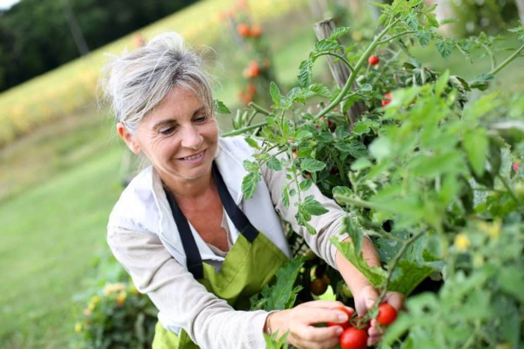 femme agricultrice qui récolte des tomates