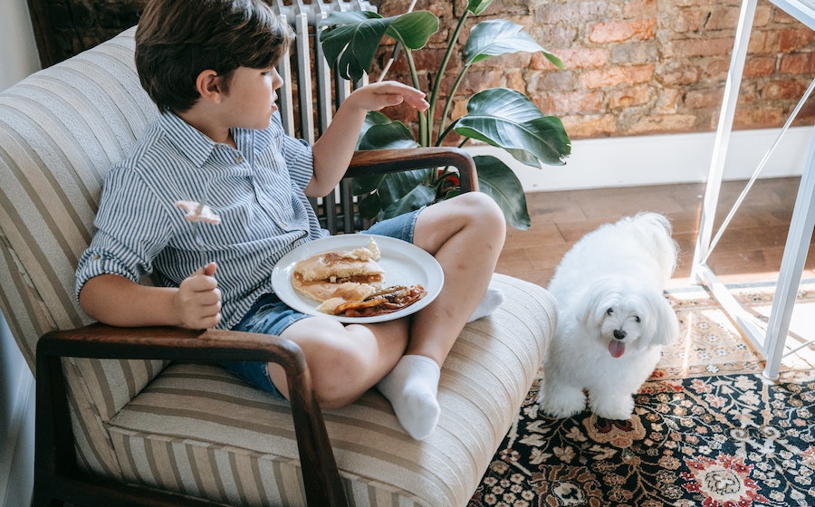 Doit-on donner de la nourriture sans gluten à nos animaux ?