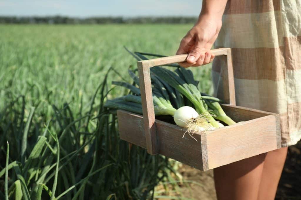 poireau dans un panier