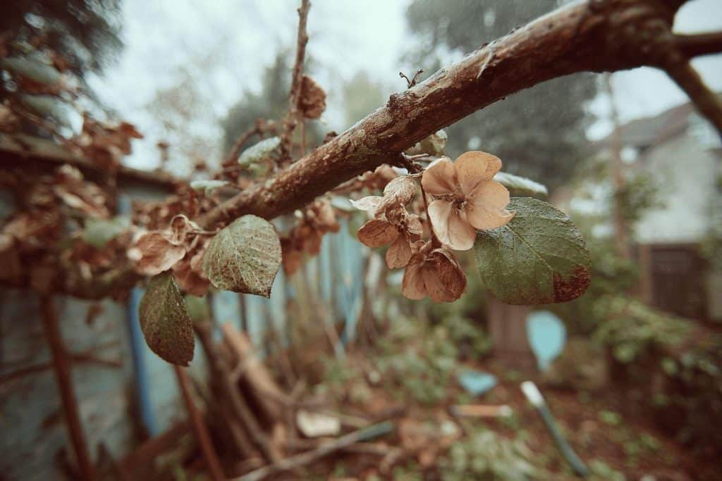 Les 7 principaux inconvénients de l'arbre de Judée : maladies, fragilité et entretien difficile