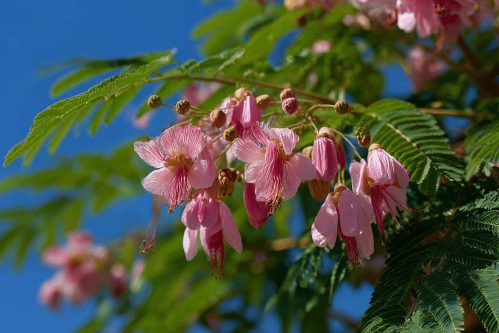 Albizia : 7 inconvénients majeurs à connaître avant de planter cet arbre dans votre jardin