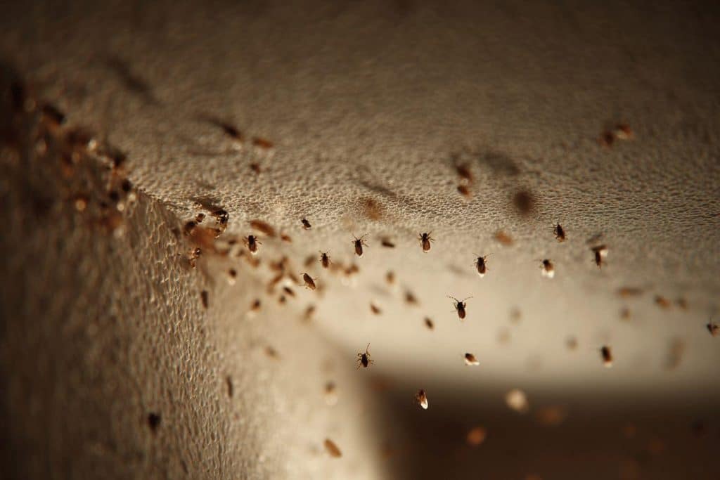 Comment éliminer efficacement les larves de mites au plafond : méthodes et astuces