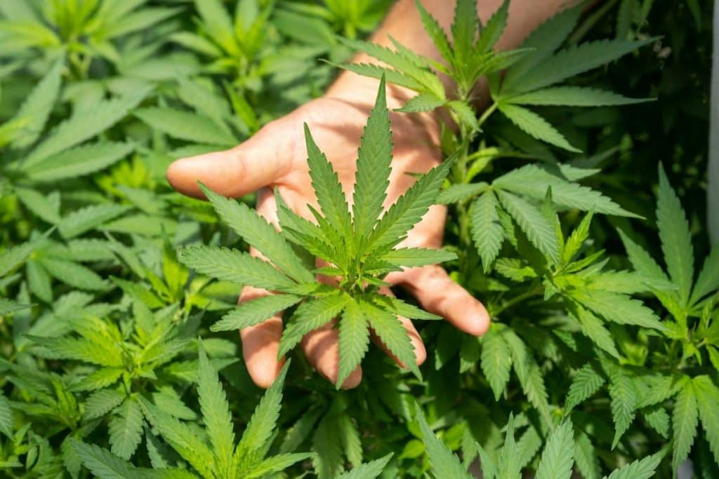 Comment bien choisir et utiliser sa fleur de CBD ?