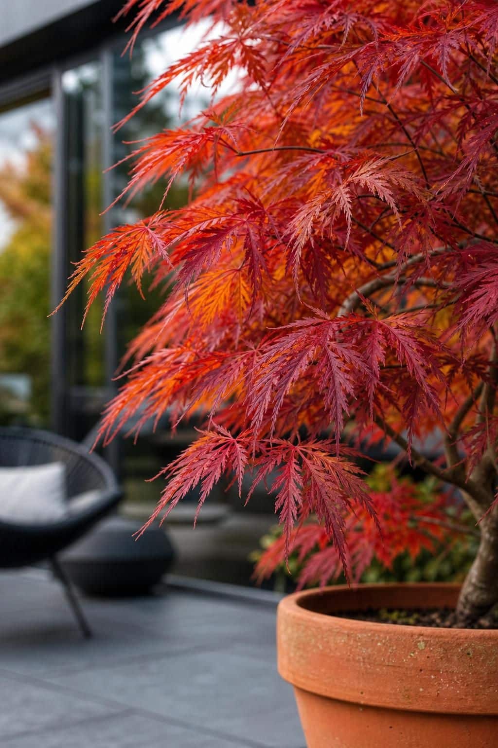 découvrez comment cultiver un érable du japon en pot : choix de la terre, conseils d'arrosage et astuces pour bien hiverner votre arbre sans risque de perte.