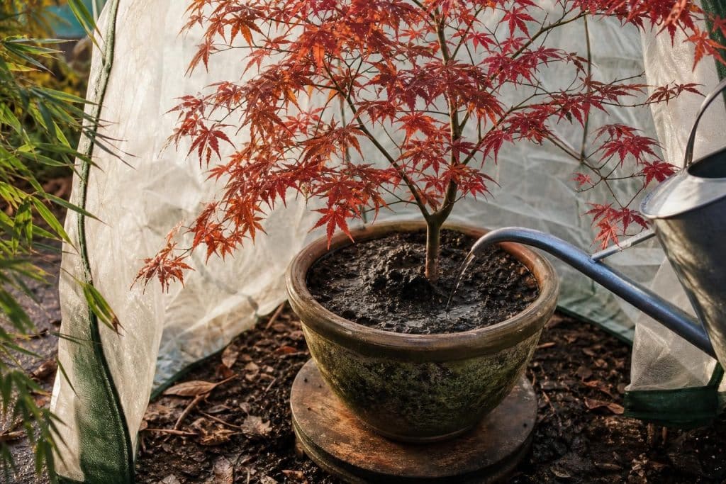 Érable du Japon en pot : terre, arrosage et comment l&rsquo;hiverner sans le perdre